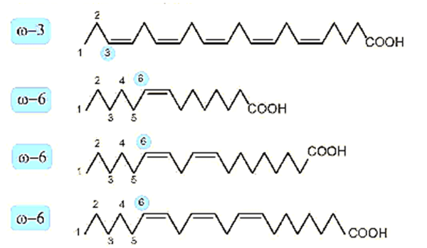 Acid béo omega-3 là gì (chi tiết nhất) (ảnh 2)