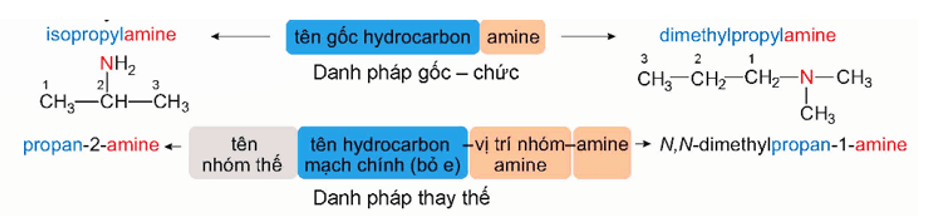 Amine là gì (chi tiết nhất) (ảnh 3)