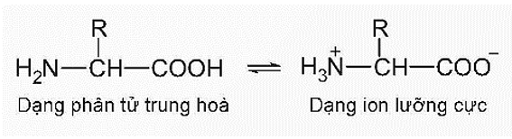 Amino acid không thiết yếu là gì (chi tiết nhất) (ảnh 2)
