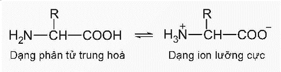 Amino acid tiêu chuẩn là gì (chi tiết nhất) (ảnh 2)