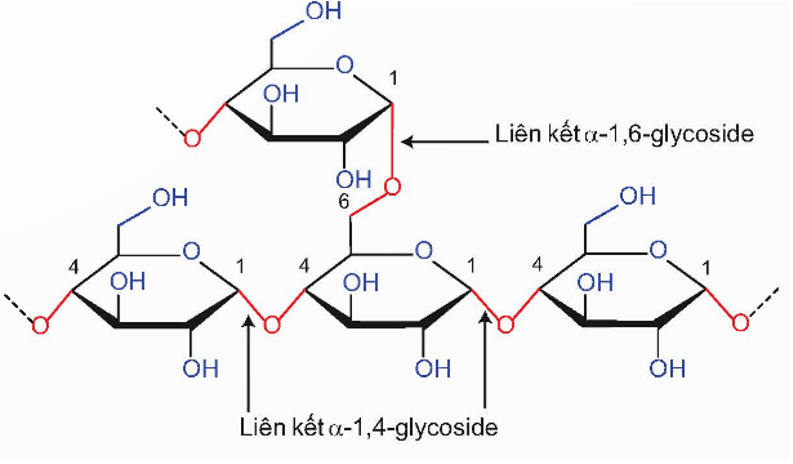 Amylopectin là gì (chi tiết nhất) (ảnh 1)