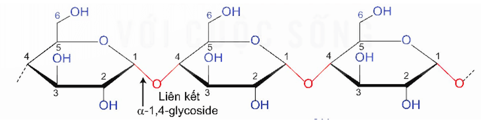 Amylose là gì (chi tiết nhất) (ảnh 1)