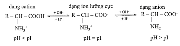 Bài tập tính điện di của amino acid lớp 12 (cách giải + bài tập)