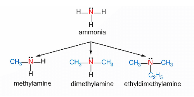Cách gọi tên của amine là gì (chi tiết nhất) (ảnh 2)