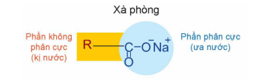 Cấu tạo của xà phòng là gì (chi tiết nhất) (ảnh 1)