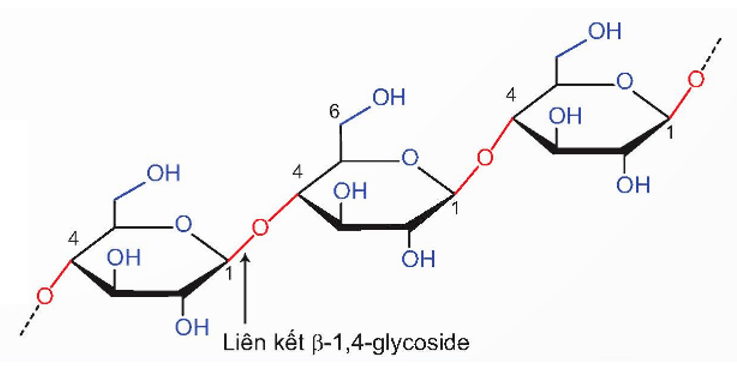 Cellulose là gì (chi tiết nhất) (ảnh 1)