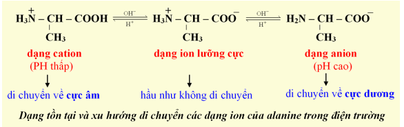 Anino acid lớp 12 (Chuyên đề dạy thêm Hóa 12)