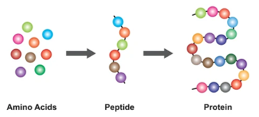 Peptide, Protein và Enzyme lớp 12 (Chuyên đề dạy thêm Hóa 12)