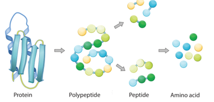 Peptide, Protein và Enzyme lớp 12 (Chuyên đề dạy thêm Hóa 12)