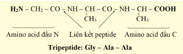 Peptide, Protein và Enzyme lớp 12 (Chuyên đề dạy thêm Hóa 12)