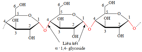 Tinh bột và cellulose lớp 12 (Chuyên đề dạy thêm Hóa 12)