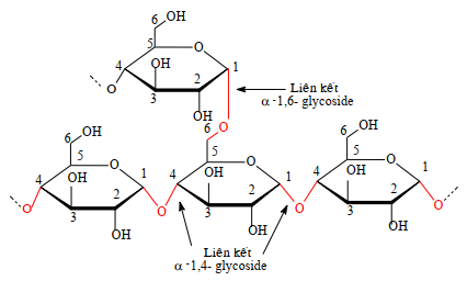 Tinh bột và cellulose lớp 12 (Chuyên đề dạy thêm Hóa 12)
