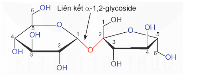 Disaccharide là gì (chi tiết nhất) (ảnh 1)