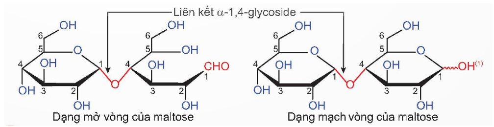Disaccharide là gì (chi tiết nhất) (ảnh 2)
