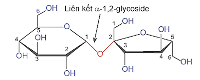 Liên kết α-1,2-glycoside là gì (chi tiết nhất)