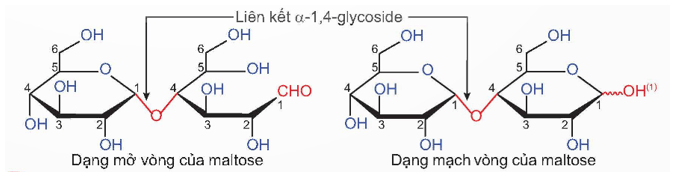Liên kết α-1,4-glycoside là gì (chi tiết nhất)