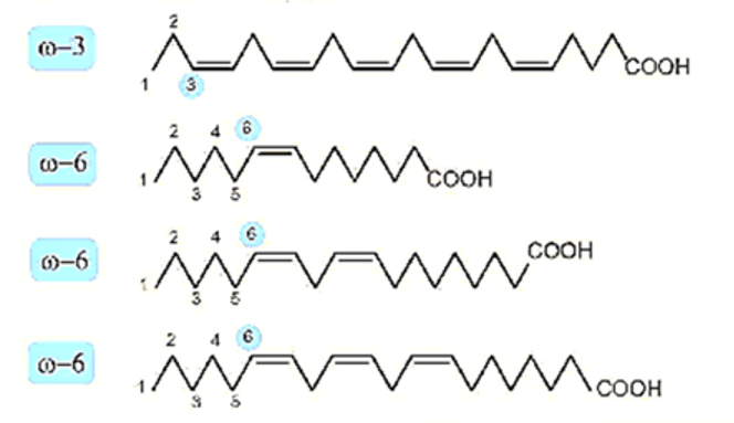 Lipid là gì (chi tiết nhất) (ảnh 3)