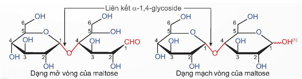 Maltose là gì (chi tiết nhất) (ảnh 1)
