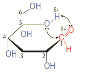 Monosaccharide là gì (chi tiết nhất) (ảnh 4)