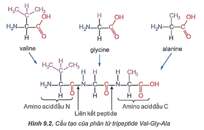 Peptide là gì (chi tiết nhất) (ảnh 1)