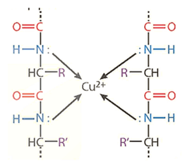 Peptide là gì (chi tiết nhất) (ảnh 2)