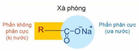 Phần kị nước trong xà phòng là gì (chi tiết nhất) (ảnh 1)