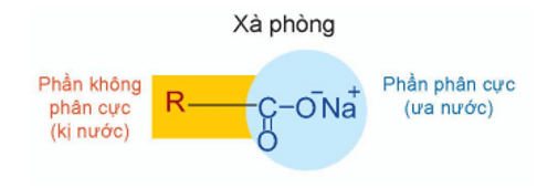 Phần phân cực trong xà phòng là gì (chi tiết nhất) (ảnh 1)