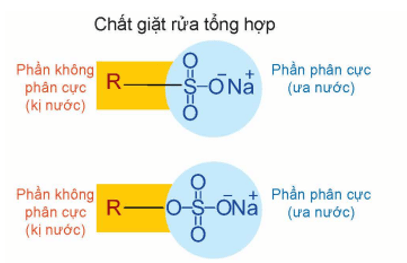 Phần ưa nước trong chất giặt rửa tổng hợp là gì (chi tiết nhất)