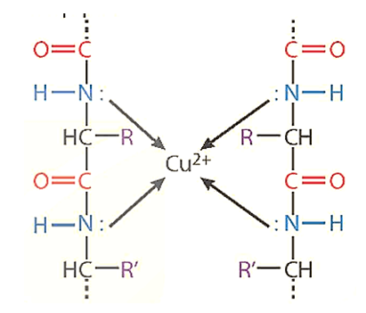 Phản ứng màu biuret là gì (chi tiết nhất) (ảnh 1)