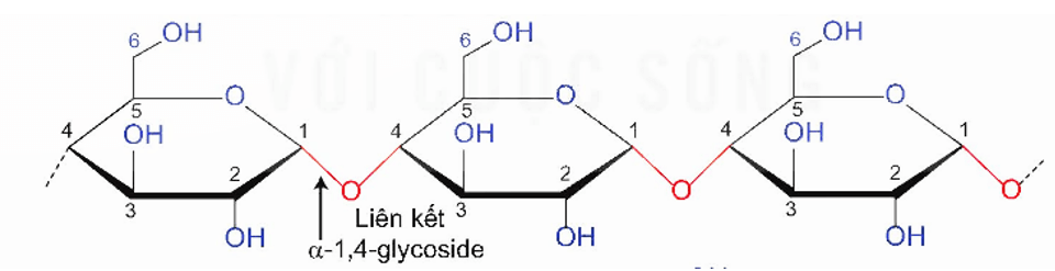 Polysaccharide là gì (chi tiết nhất) (ảnh 1)