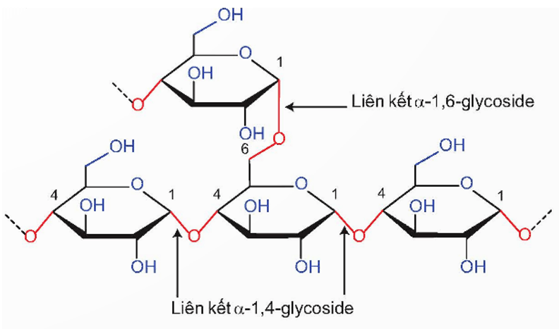 Polysaccharide là gì (chi tiết nhất) (ảnh 2)