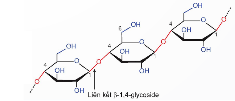 Polysaccharide là gì (chi tiết nhất) (ảnh 3)