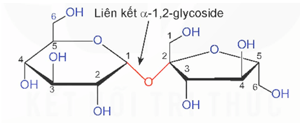 Saccharose là gì (chi tiết nhất) (ảnh 1)