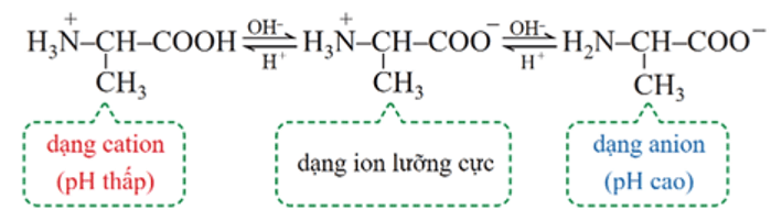 Tính chất điện di của amino acid là gì (chi tiết nhất) (ảnh 1)