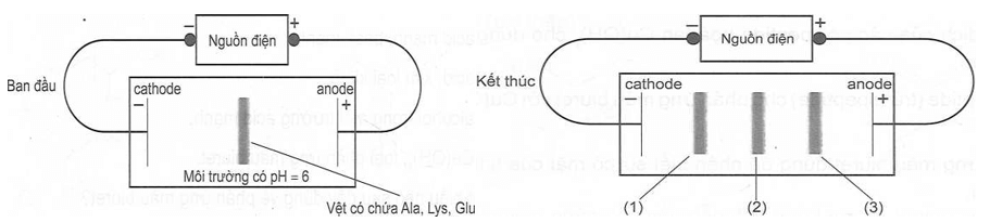 Tính chất điện di của amino acid là gì (chi tiết nhất) (ảnh 3)