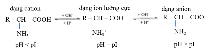 Tính chất điện di của amino acid là gì (chi tiết nhất) (ảnh 6)