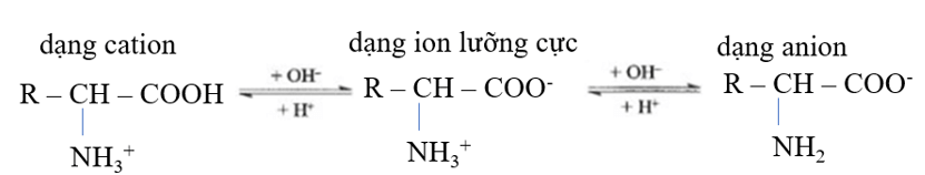 Tính chất điện di của amino acid là gì (chi tiết nhất) (ảnh 7)