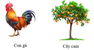 Vật không sống là gì (chi tiết nhất)
