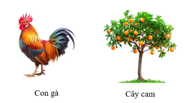 Vật sống là gì (chi tiết nhất)