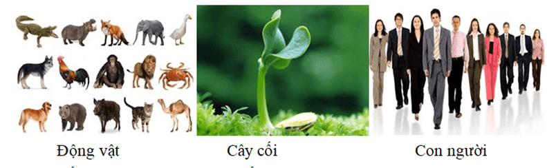 Vật thể là gì (chi tiết nhất)
