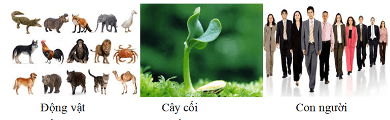 Vật thể tự nhiên là gì (chi tiết nhất)