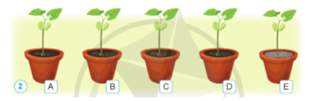 Khoa học lớp 4 Cánh diều Bài 13: Nhu cầu sống của thực vật và chăm sóc cây trồng