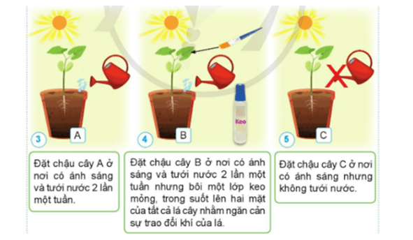 Khoa học lớp 4 Cánh diều Bài 13: Nhu cầu sống của thực vật và chăm sóc cây trồng