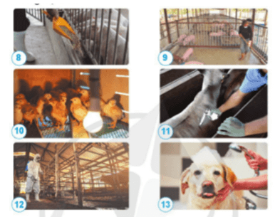 Khoa học lớp 4 Cánh diều Bài 14: Nhu cầu sống của động vật và chăm sóc vật nuôi