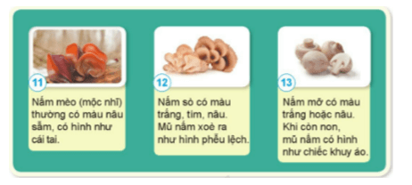 Khoa học lớp 4 Cánh diều Bài 15: Nấm và một số nấm được dùng làm thức ăn