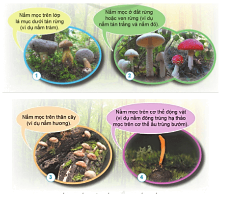 Khoa học lớp 4 Cánh diều Bài 15: Nấm và một số nấm được dùng làm thức ăn
