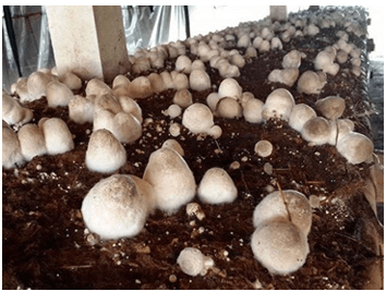 Trắc nghiệm Khoa học lớp 4 Cánh diều Bài 15 (có đáp án): Nấm và một số nấm được dùng làm thức ăn (ảnh 2)