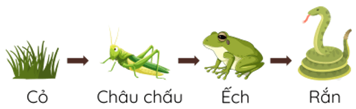 Trắc nghiệm Khoa học lớp 4 Cánh diều Bài 22 (có đáp án): Chuỗi thức ăn (ảnh 2)