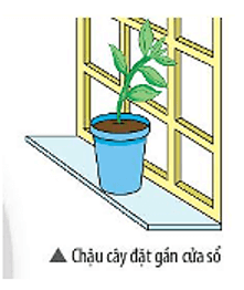 Trắc nghiệm Khoa học lớp 4 Cánh diều Bài 8 (có đáp án): Ánh sáng trong đời sống (ảnh 2)