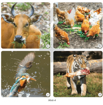 Khoa học lớp 4 Kết nối tri thức Bài 16: Động vật cần gì để sống?